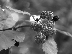 maturing, blackberries