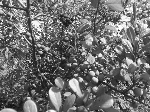 blackthorn, Mature, Fruits