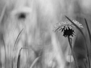 grass, sow-thistle, blades