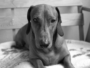 Blanket, dachshund, Bench