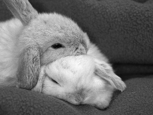 Blanket, rabbits, blue