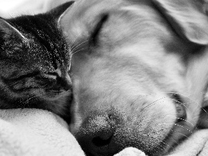 Blanket, cat, dog