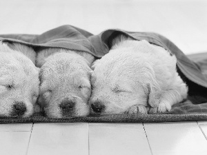 Blanket, Sleeping, puppies