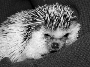 Blanket, hedgehog, Red