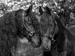 bloodstock, beatyfull, Black