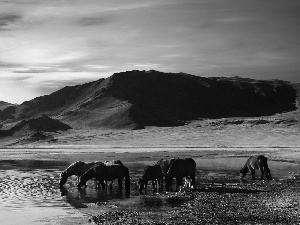 bloodstock, Mountains, lake