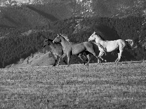 Mountains, bloodstock