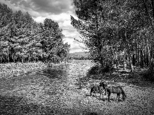 bloodstock, forest, River