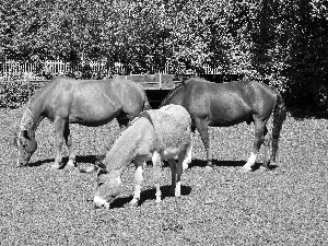 bloodstock, Donkey, trees, viewes, Meadow, Two cars