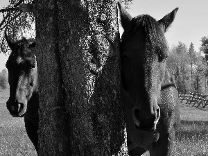 trees, Two cars, bloodstock