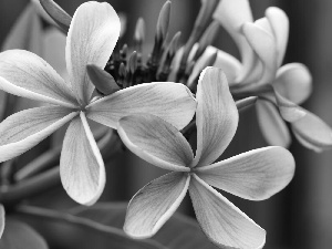 Flowers, Plumeria, Buds, bloom