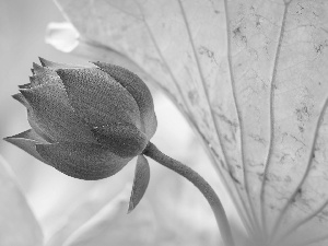 bud, lotus, Leaf, blooming