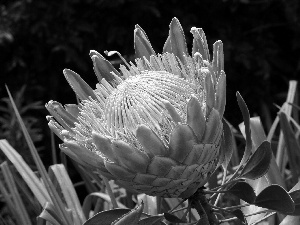 blooming, Colourfull Flowers, Bush, Leucospermum, african