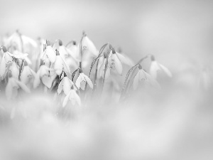 Flowers, snowdrops, blur, blooming