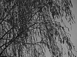 Sky, birch-tree, blue