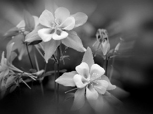 Blue Columbine