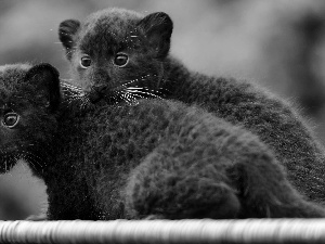 Blue, Eyes, Black, cats, wild