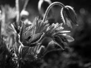 Flowers, pasque, blur, Blue