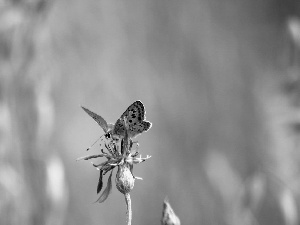 butterfly, blue, Colourfull Flowers, Dusky