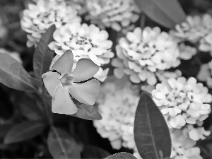 Colourfull Flowers, myrtle, blue