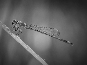 dragon-fly, leaf, Blue