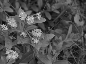 Blue, Flowers, Forget