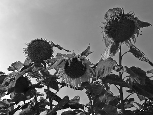 Sky, Nice sunflowers, blue