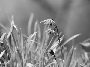 Flowers, Siberian squill, Blue