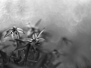 Flowers, Siberian squill, Blue