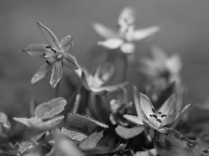 Flowers, Siberian squill, Blue