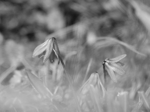 Siberian squill, Flowers, Blue