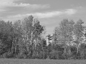 Blue, Sky, trees, viewes, color