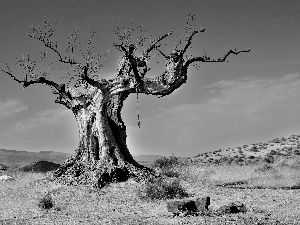 blue, Sky, trees, Baobab, dry