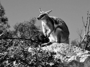 blue, Sky, Stone, green, kangaroo