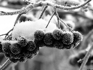 blueberries, Black, Icecream, snow, White frost, without