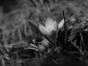 Red, Yellow, blueberries, Spring, Fruits, crocus