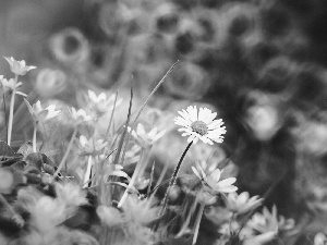 fig buttercup, daisies, blur