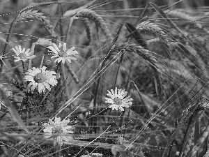 chamomile, Ears, blur, corn