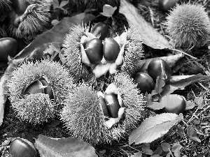 chestnuts, Leaf, blur, husks