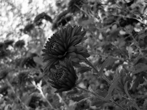 blur, Red, Chrysanthemums