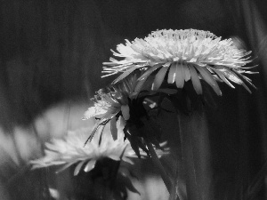 blur, coltsfoot, common