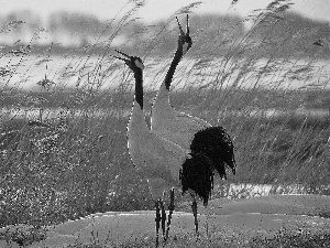 dry, cranes, blur, grass