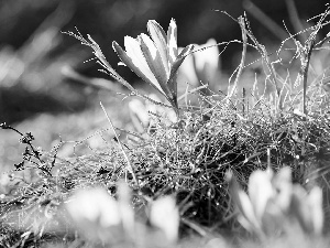 dry, crocuses, blur, plants