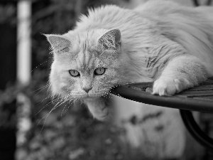 ginger, rapprochement, blur, cat