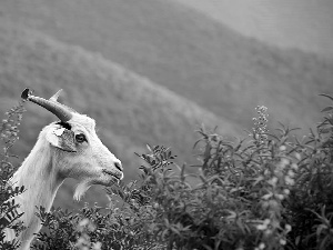 Mountains, blur, goat, VEGETATION, goat