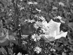 blur, Flowers, hearts