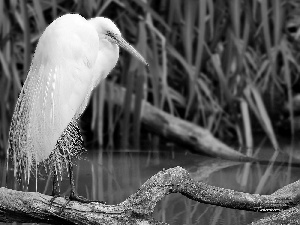 lake, heron, blur, rushes