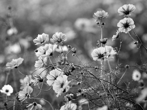 Meadow, Cosmos, blur, Pink