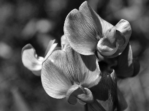 blur, Pink, orchid