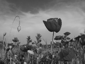 Red, Meadow, blur, papavers